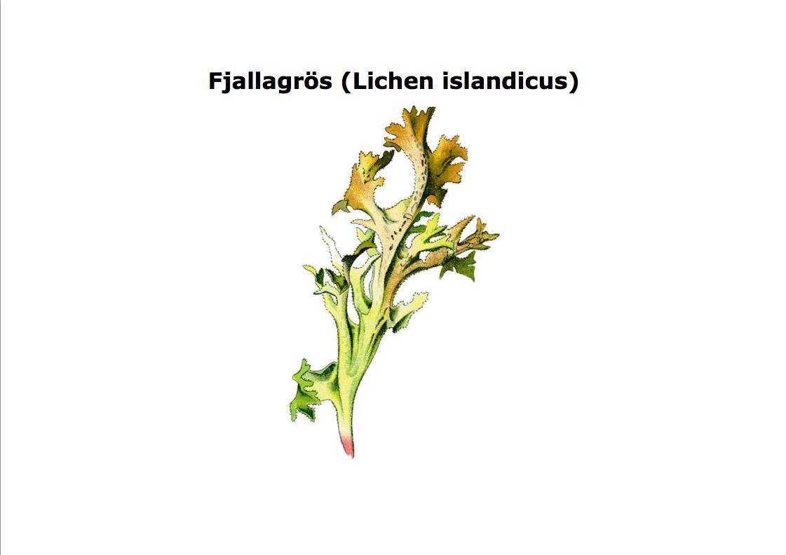 Fjallagrös